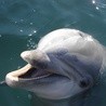Ukraina: Delfini poród podczas pokazu