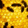 Pszczoły ostrzegają się przed niebezpieczeństwem