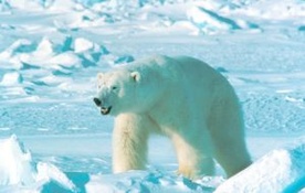 Za 20 lat w Arktyce nie będzie lodu latem?