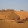Kości prakrokodyli na Saharze