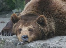 Bieszczadzkie niedźwiedzie zapadły w sen zimowy