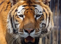 Deklaracja ws. ochrony tygrysów