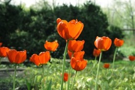 Tulipany Pierwszej Damy