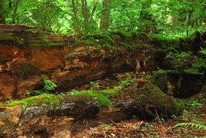 Białowieski PN będzie większy?