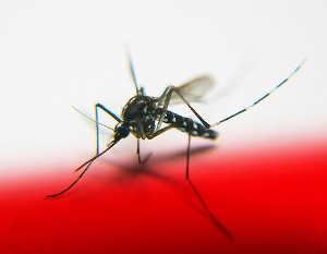 Plaga komarów