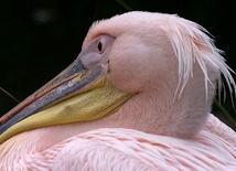 Różowy pelikan w Ełku