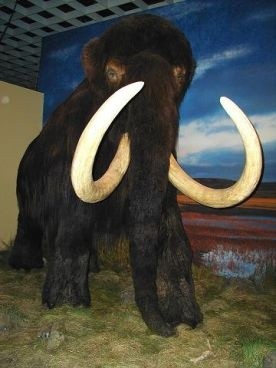 Ludzie przyspieszyli wyginięcie mamutów
