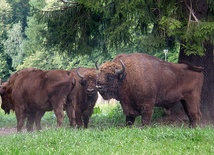 W lecie w Bieszczadach rodzi się najwięcej żubrów
