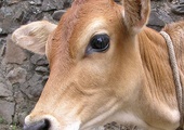 Malezja: Grzywna za głowę krowy 