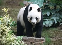 Chiny podarują Japonii dwie pandy wielkie