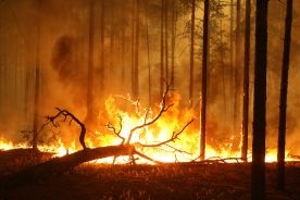 Rosja: Pożary lasów