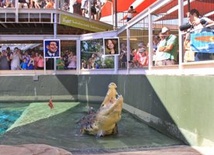 Australia: Krokodyl jasnowidz