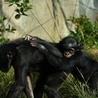 Szympansy przechytrzyły kłusowników