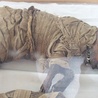 Mumie psów z XV wieku