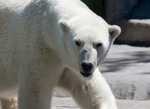 Grizli zagrożą niedźwiedziom polarnym?