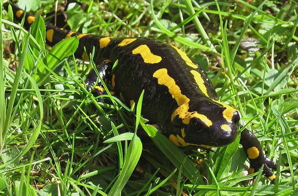 Salamandry plamiste już wydają potomstwo