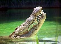 Krokodyl z telefonem w brzuchu