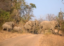 Setki słoni w Malawi relokowane