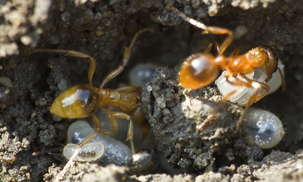 Osy wygrają z mrówkami?