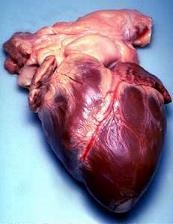 Lekarze celowo wywołali zawał serca