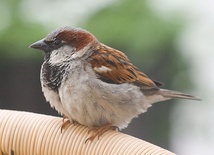 Nowy gatunek oligoceńskiego ptaka z Polski