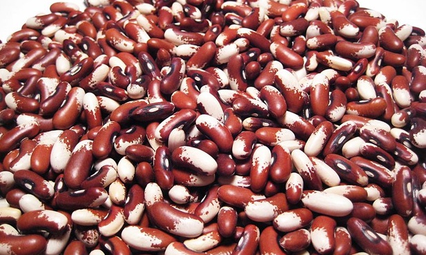 Kiełki możliwym źródłem infekcji EHEC