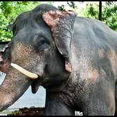 Indie: Dzikie słonie zdemolowały miasto