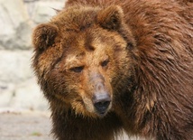 Tatry: Samochód uderzył w niedźwiedzia