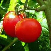 Pomidory - na wschód