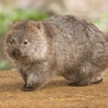 Wombat gigant z Australii