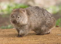 Wombat gigant z Australii