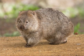 Wombat gigant z Australii