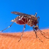 Prawda o polskich komarach