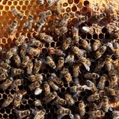 Pół miliona pszczół dla papieża
