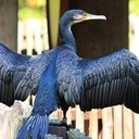 Kormoran