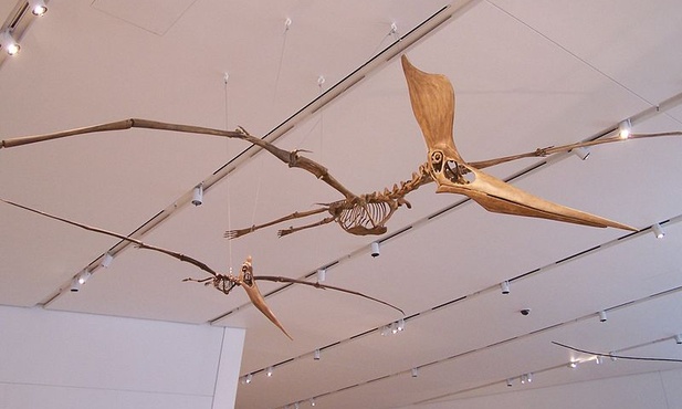 Szczątki pterozaura odnaleziono w ... muzeum