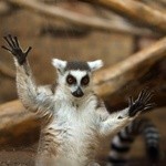 Lemur