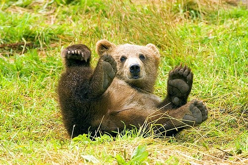 Trening z niedźwiedziem