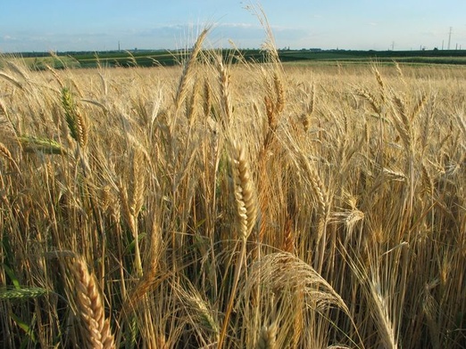 Nie głosujmy na eko-ignorantów 