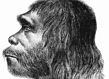 Mózgi neandertalczyków trochę inne