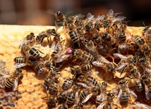Pszczoły w niebezpieczeństwie