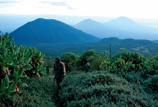 Narodowy Park Wulkanów w Rwandzie