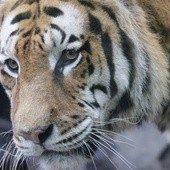 Policja skonfiskowała trzy martwe tygrysy