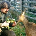 Jacek Wąsiński z sarenką Dziunią (na zdjęciu na sąsiedniej stronie), której dzikie psy wygryzły kawał mięśnia w tylnej nodze. Rana już się zagoiła, ale sarna kuleje. Nigdy nie będzie już tak sprawna i zwinna.