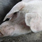 Skórne protezy ze  świnek