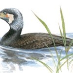 Kormoran