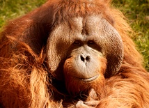 Orangutany dostaną iPady