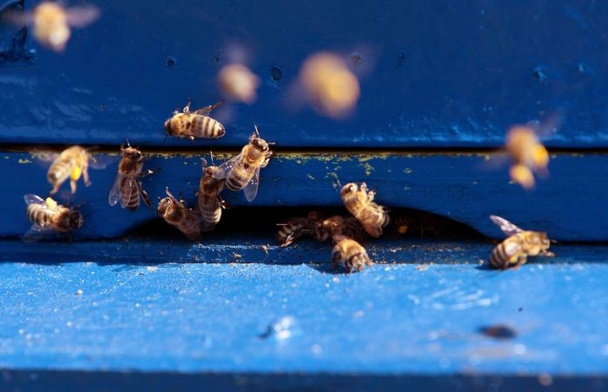 Pszczoły ruszyły na pierwsze obloty