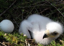 W Karpatach dziesięć orłów przednich opuści gniazda