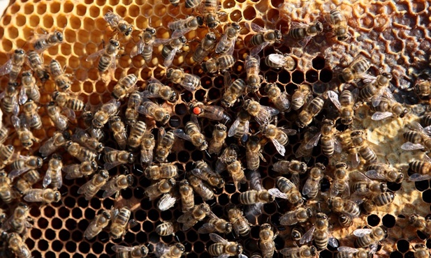 Pszczoły giną, gospodarka traci